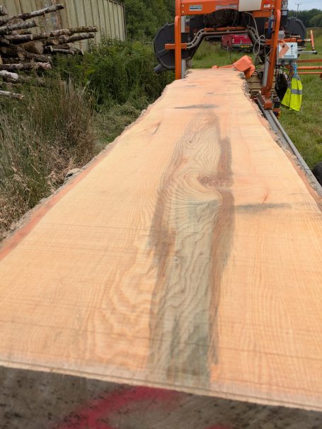 Ash dieback - some ok, some not