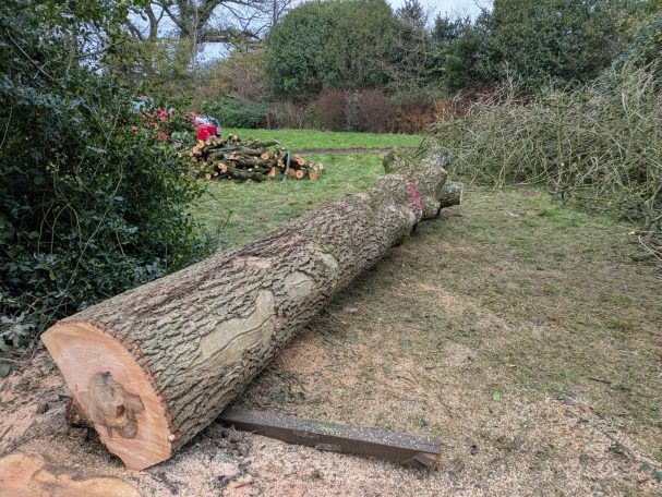 Ash dieback casualty